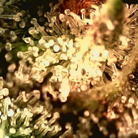 Linda Ariane Kush growlog timeline photo