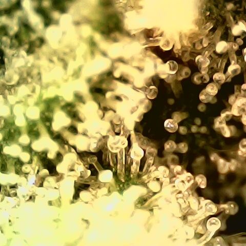 Linda Ariane Kush growlog timeline photo