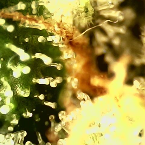 Linda Ariane Kush growlog timeline photo