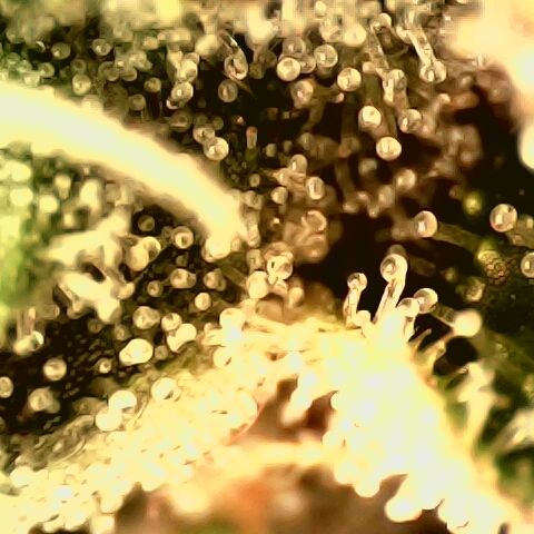 Linda Ariane Kush growlog timeline photo