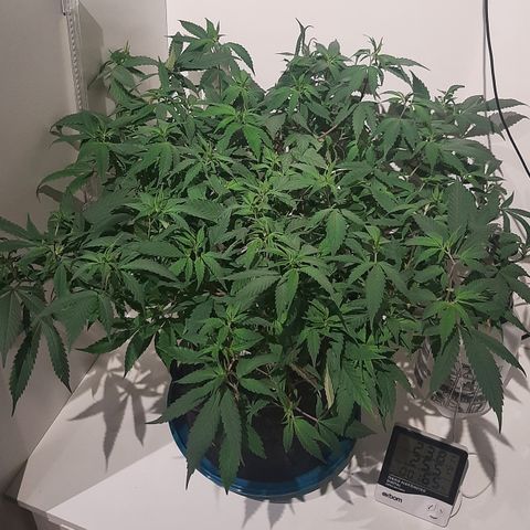 CBD growlog timeline photo