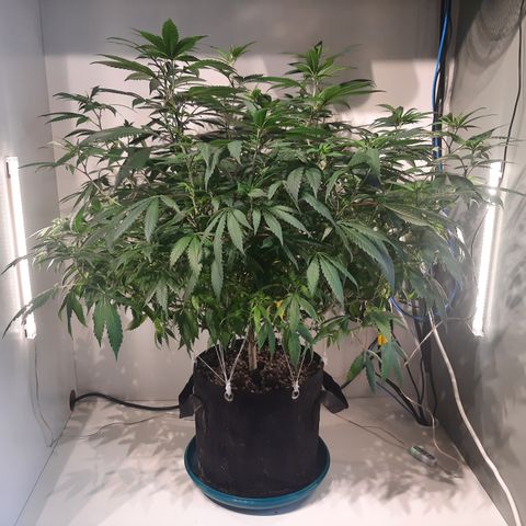 CBD growlog timeline photo