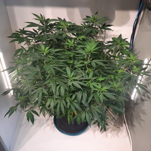 CBD growlog timeline photo