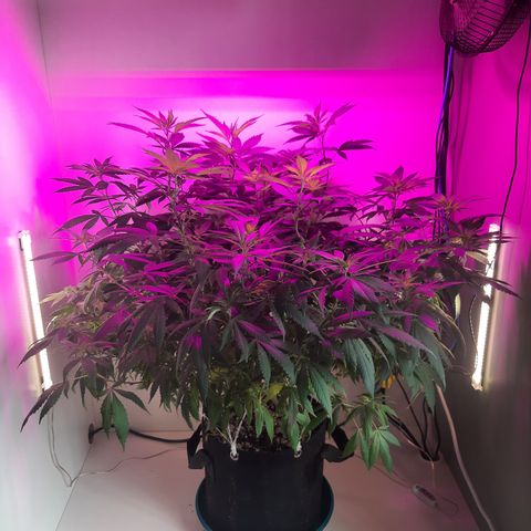 CBD growlog timeline photo