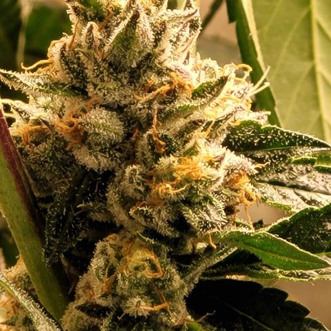 Linda Ariane Kush growlog photo: Colhida uma parte para experimentar diferentes fases. Tricomas em sua maioria leitosos e alguns ainda transparentes.