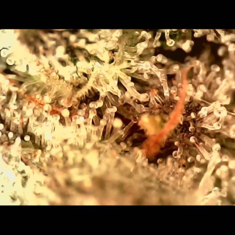Linda Ariane Kush growlog photo: Colhida uma parte para experimentar diferentes fases. Tricomas em sua maioria leitosos e alguns ainda transparentes.
