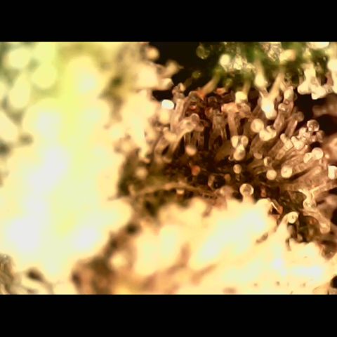Linda Ariane Kush growlog photo: Colhida uma parte para experimentar diferentes fases. Tricomas em sua maioria leitosos e alguns ainda transparentes.