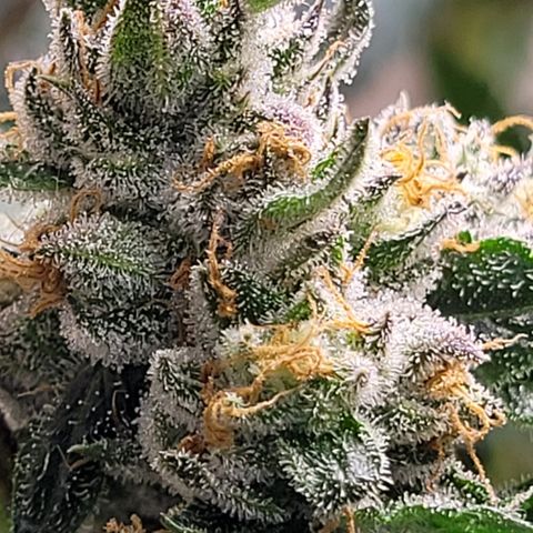 Linda Ariane Kush growlog photo: Colhida uma parte para experimentar diferentes fases. Tricomas em sua maioria leitosos e alguns ainda transparentes.