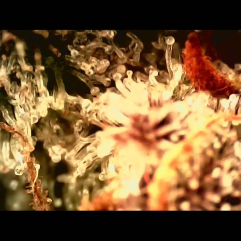 Linda Ariane Kush growlog photo: Colhida uma parte para experimentar diferentes fases. Tricomas em sua maioria leitosos e alguns ainda transparentes.