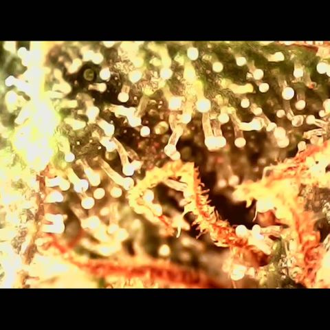 Linda Ariane Kush growlog photo: Colhida uma parte para experimentar diferentes fases. Tricomas em sua maioria leitosos e alguns ainda transparentes.