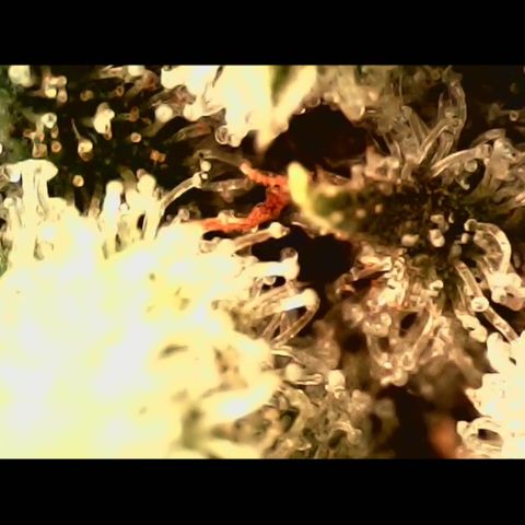 Linda Ariane Kush growlog photo: Colhida uma parte para experimentar diferentes fases. Tricomas em sua maioria leitosos e alguns ainda transparentes.