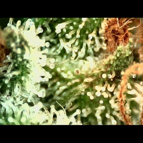 Linda Ariane Kush growlog timeline photo