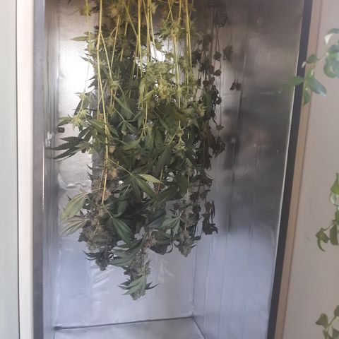 Linda Ariane Kush growlog timeline photo