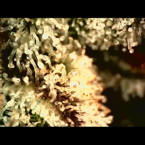 Linda Ariane Kush growlog timeline photo