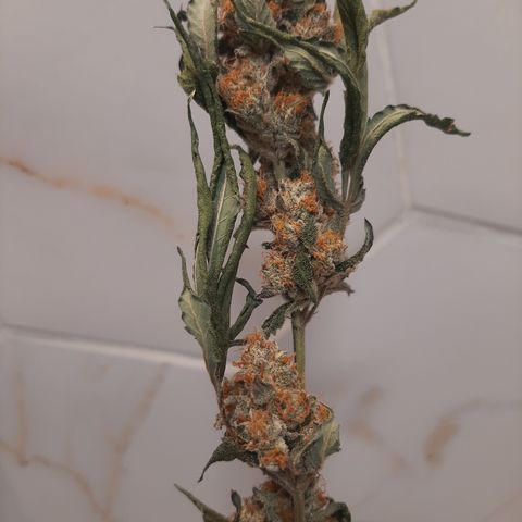 Linda Ariane Kush growlog photo: Manicure e cura.