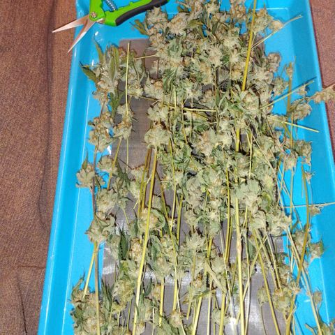 Linda Ariane Kush growlog photo: Manicure e cura.