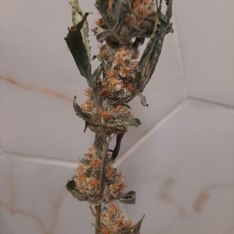 Linda Ariane Kush growlog photo: Manicure e cura.