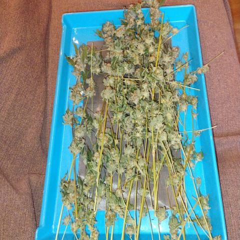 Linda Ariane Kush growlog photo: Manicure e cura.
