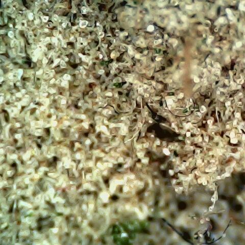 Linda Ariane Kush growlog photo: Manicure e cura.