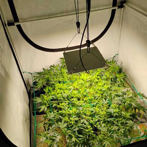 CBD growlog photo: Troca de painel 120w
Troca de vaso para 18l