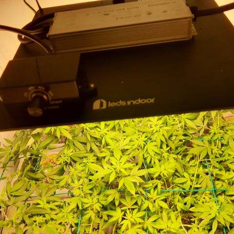 CBD growlog photo: Troca de painel 120w
Troca de vaso para 18l