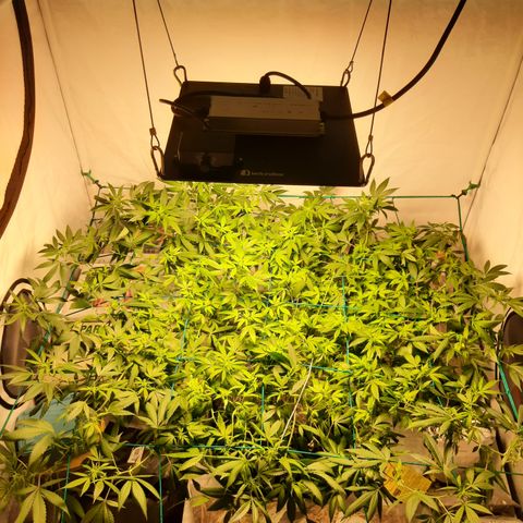 CBD growlog photo: Troca de painel 120w
Troca de vaso para 18l