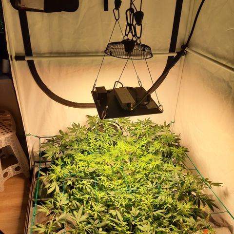CBD growlog photo: Troca de painel 120w
Troca de vaso para 18l