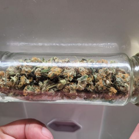 Linda Ariane Kush growlog timeline photo