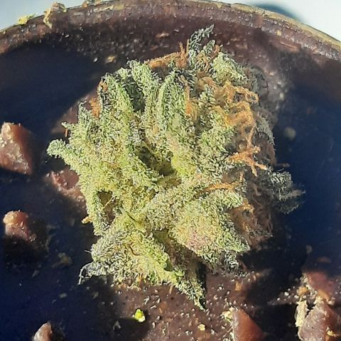 Linda Ariane Kush growlog timeline photo