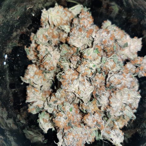 Linda Ariane Kush growlog timeline photo