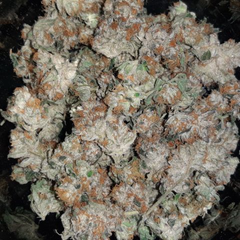 Linda Ariane Kush growlog timeline photo