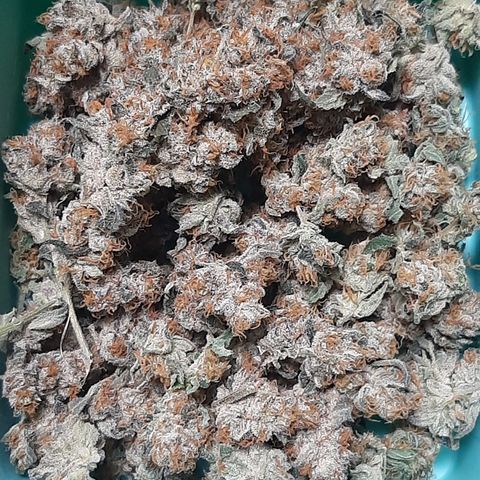 Linda Ariane Kush growlog timeline photo