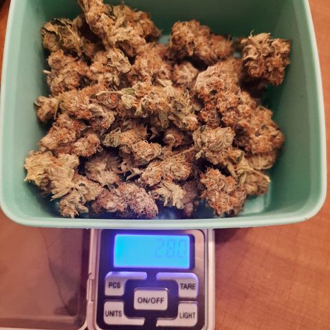 Linda Ariane Kush growlog timeline photo