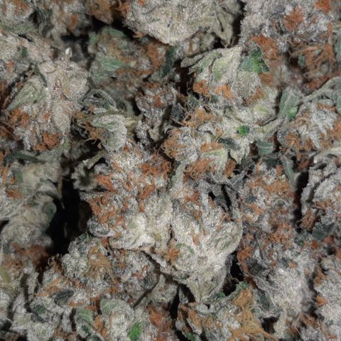 Linda Ariane Kush growlog timeline photo