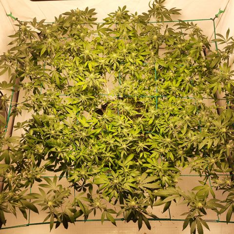 CBD growlog timeline photo