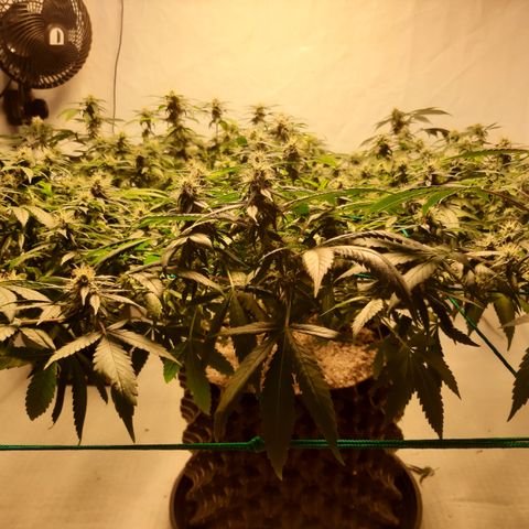 CBD growlog timeline photo
