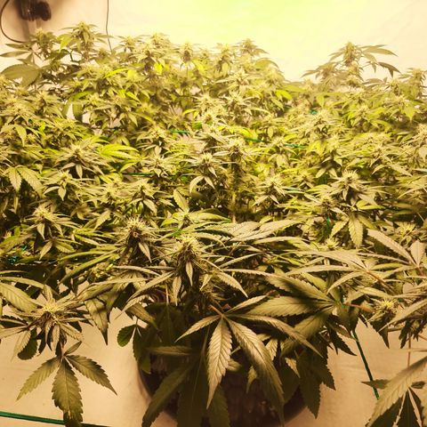 CBD growlog timeline photo