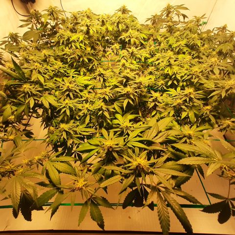 CBD growlog timeline photo