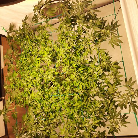 CBD growlog timeline photo