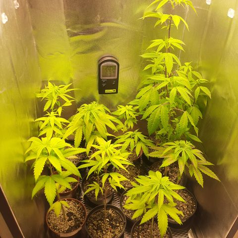 Seeds Ariane Kush growlog timeline photo