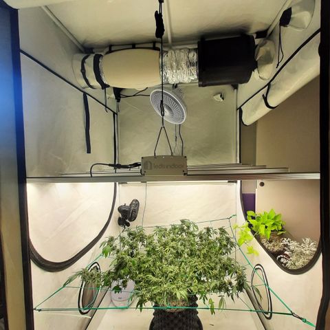 Seeds Ariane Kush growlog photo: Novo Sol