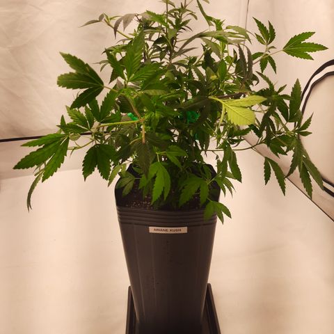Linda Ariane Kush growlog timeline photo