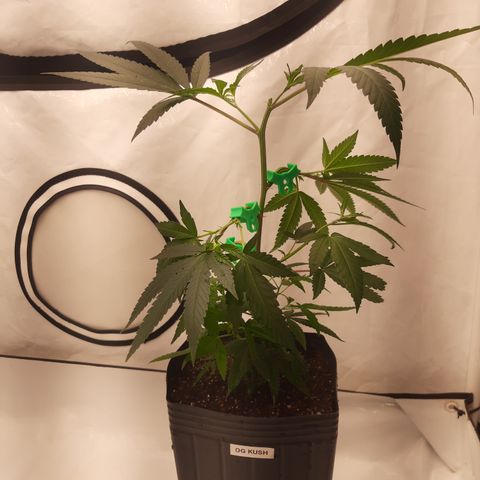Seeds Ariane Kush growlog timeline photo