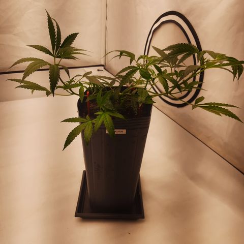 Seeds Ariane Kush growlog timeline photo