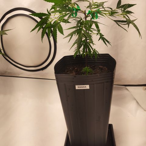 2 Manga Rosa growlog timeline photo