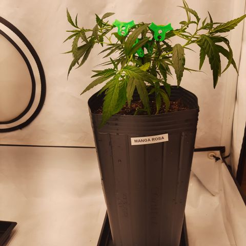 2 Manga Rosa growlog timeline photo