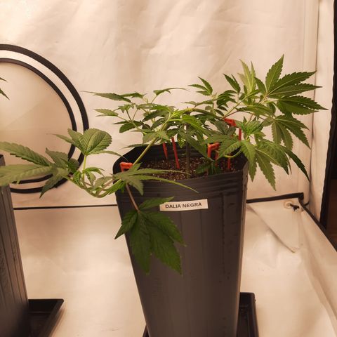 Dalia Negra growlog timeline photo