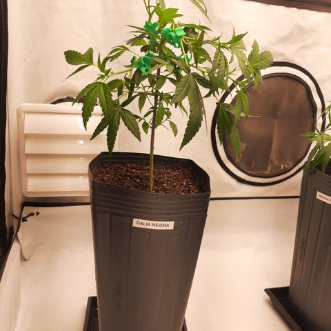 Dalia Negra growlog timeline photo