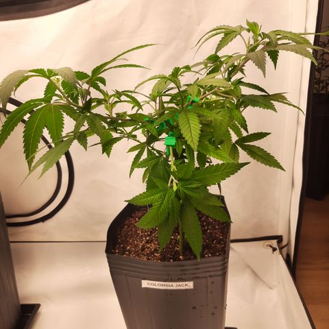 Colômbian Jack growlog timeline photo