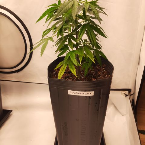 Colômbian Jack growlog timeline photo